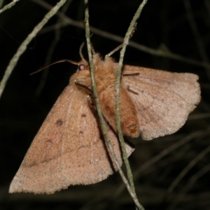 Anthela acuta at Freshwater Creek, VIC - 10 Apr 2022