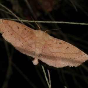 Anthela acuta at Freshwater Creek, VIC - 10 Apr 2022 08:31 PM