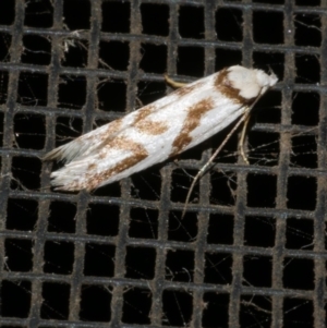 Oxythecta acceptella at Freshwater Creek, VIC - 10 Apr 2022 10:53 PM