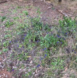 Echium plantagineum at Watson, ACT - 12 Aug 2024