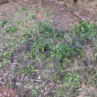 Echium plantagineum (Paterson's Curse) at Watson, ACT - 12 Aug 2024 by waltraud