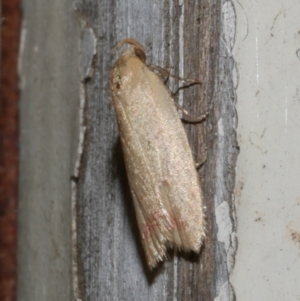 Heteroteucha occidua at Freshwater Creek, VIC - 10 Apr 2022 10:54 PM
