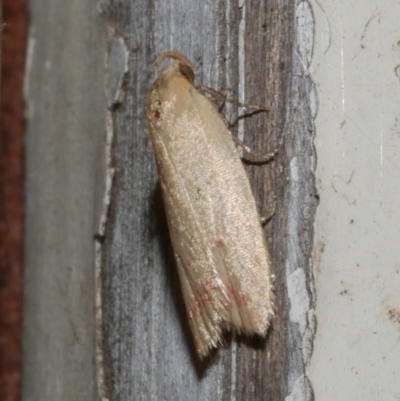 Heteroteucha occidua (A concealer moth) at Freshwater Creek, VIC - 10 Apr 2022 by WendyEM