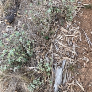 Marrubium vulgare at Watson, ACT - 12 Aug 2024