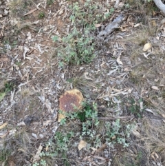 Marrubium vulgare at Watson, ACT - 12 Aug 2024