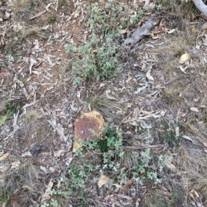 Marrubium vulgare at Watson, ACT - 12 Aug 2024