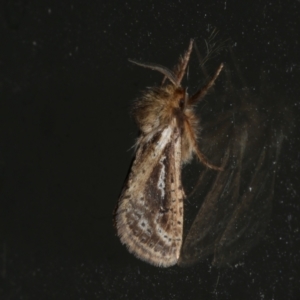 Fraus simulans at Freshwater Creek, VIC - 10 Apr 2022 07:19 PM