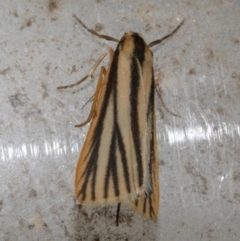 Phaeophlebosia furcifera (Forked Footman) at Freshwater Creek, VIC - 10 Apr 2022 by WendyEM