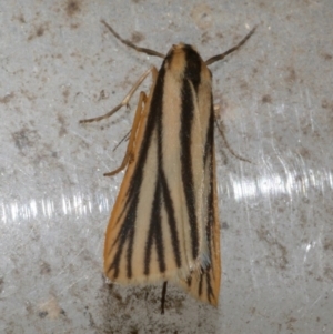 Phaeophlebosia furcifera at Freshwater Creek, VIC - 10 Apr 2022 10:55 PM