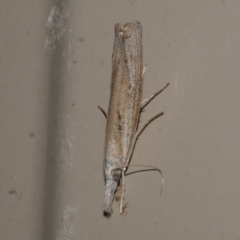 Culladia cuneiferellus (Crambinae moth) at Freshwater Creek, VIC - 10 Apr 2022 by WendyEM