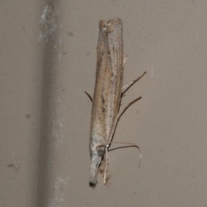 Culladia cuneiferellus at Freshwater Creek, VIC - 10 Apr 2022