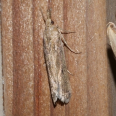 Faveria tritalis (Couchgrass Webworm) at Freshwater Creek, VIC - 10 Apr 2022 by WendyEM