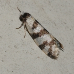 Lepidoscia characota (A Case moth (Psychidae) at Freshwater Creek, VIC - 10 Apr 2022 by WendyEM