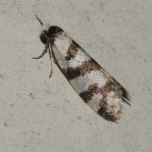 Lepidoscia characota at Freshwater Creek, VIC - 10 Apr 2022 10:55 PM