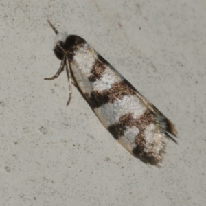 Lepidoscia characota at Freshwater Creek, VIC - 10 Apr 2022 10:55 PM