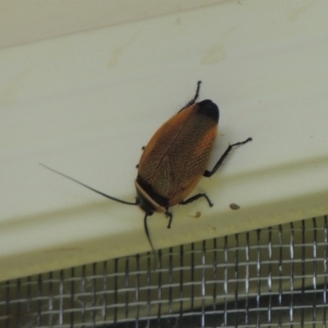 Ellipsidion australe at Conder, ACT - 12 Jan 2024