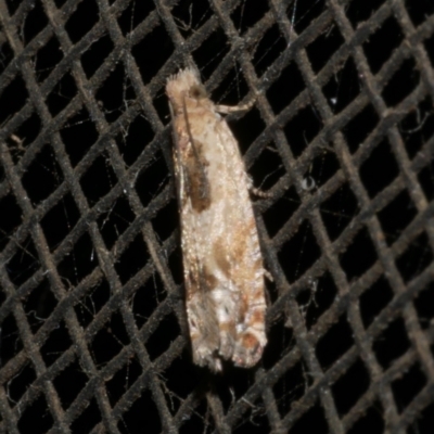 Crocidosema plebejana (Cotton Tipworm Moth) at Freshwater Creek, VIC - 10 Apr 2022 by WendyEM