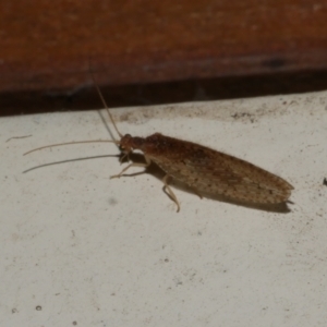 Micromus tasmaniae at Freshwater Creek, VIC - 10 Apr 2022 10:54 PM