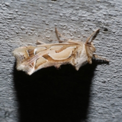 Cosmodes elegans (Green Blotched Moth) at Freshwater Creek, VIC - 11 Apr 2022 by WendyEM