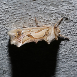 Cosmodes elegans at Freshwater Creek, VIC - 11 Apr 2022