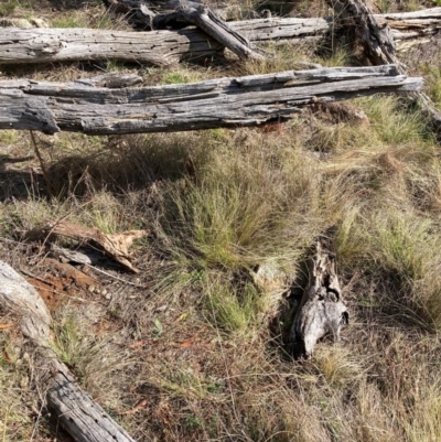 Nassella trichotoma (Serrated Tussock) at Watson, ACT - 12 Aug 2024 by waltraud