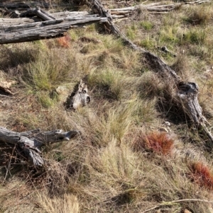 Nassella trichotoma at Watson, ACT - 12 Aug 2024