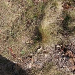 Nassella trichotoma at Watson, ACT - 12 Aug 2024