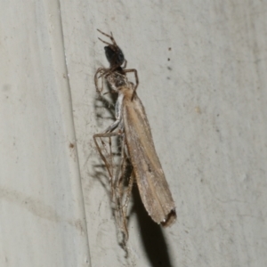 Culladia cuneiferellus at Freshwater Creek, VIC - 11 Apr 2022