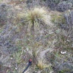 Nassella trichotoma (Serrated Tussock) at Watson, ACT - 12 Aug 2024 by waltraud