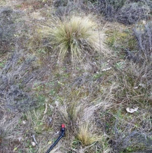 Nassella trichotoma at Watson, ACT - 12 Aug 2024