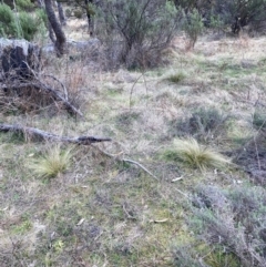 Nassella trichotoma at Watson, ACT - 12 Aug 2024