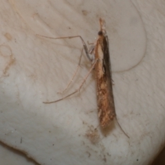 Hednota pedionoma (Pasture Webworm) at Freshwater Creek, VIC - 11 Apr 2022 by WendyEM