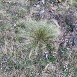 Nassella trichotoma at Watson, ACT - 12 Aug 2024