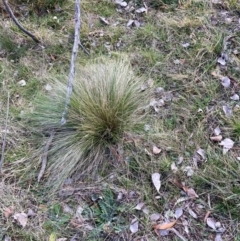 Nassella trichotoma at Watson, ACT - 12 Aug 2024