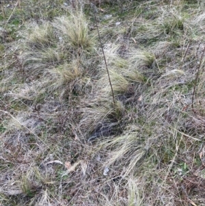 Nassella trichotoma at Watson, ACT - 12 Aug 2024