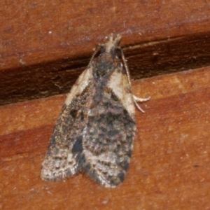 Capua intractana at Freshwater Creek, VIC - 11 Apr 2022