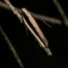 Macrenches clerica (Macrenches clerica) at Freshwater Creek, VIC - 12 Apr 2022 by WendyEM