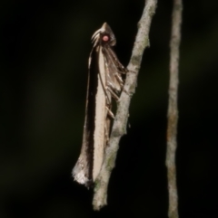 Macrenches clerica at Freshwater Creek, VIC - 12 Apr 2022