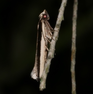 Macrenches clerica at Freshwater Creek, VIC - 12 Apr 2022 10:15 PM