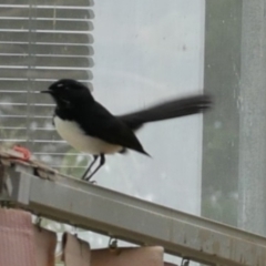 Rhipidura leucophrys (Willie Wagtail) at Freshwater Creek, VIC - 15 Apr 2022 by WendyEM