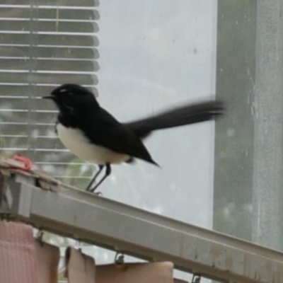 Rhipidura leucophrys (Willie Wagtail) at Freshwater Creek, VIC - 15 Apr 2022 by WendyEM