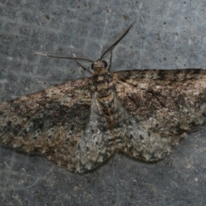 Aponotoreas dascia at Freshwater Creek, VIC - 22 Apr 2022