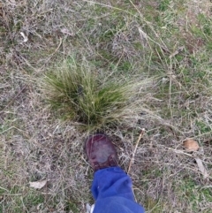 Nassella trichotoma (Serrated Tussock) at Watson, ACT - 12 Aug 2024 by waltraud