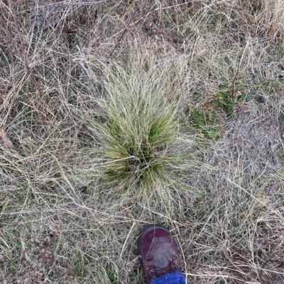 Nassella trichotoma (Serrated Tussock) at Watson, ACT - 12 Aug 2024 by waltraud