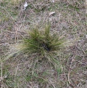 Nassella trichotoma at Watson, ACT - 12 Aug 2024