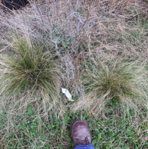 Nassella trichotoma at Watson, ACT - 12 Aug 2024