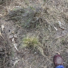 Nassella trichotoma (Serrated Tussock) at Watson, ACT - 12 Aug 2024 by waltraud