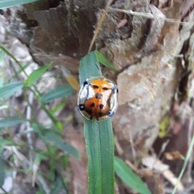 Aspidimorpha westwoodi (Leaf beetle) at Goomboorian, QLD - 16 May 2024 by KevinM