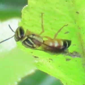 Palaeorhiza (Genus) at suppressed - suppressed