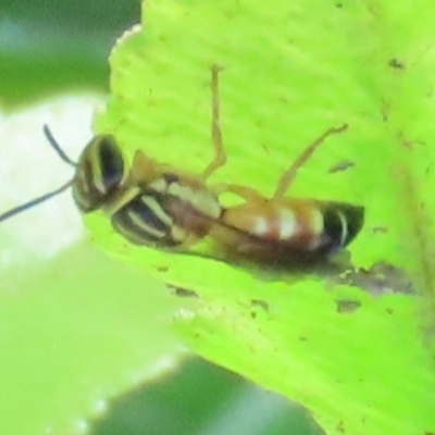 Palaeorhiza (Genus) (Hylaeinae Bee) at South Mission Beach, QLD - 14 Aug 2024 by lbradley